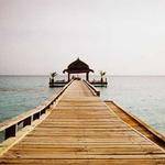 Reese Gottlieb Profile Picture