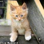 Ora Gerlach Profile Picture